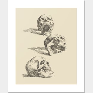 Salvator Rosa - Three Human Skulls Posters and Art